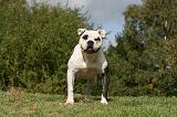 BOULEDOGUE AMERICAIN 288